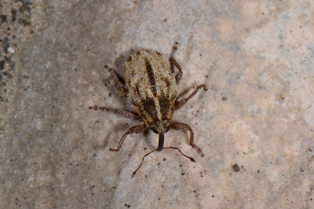 Curculionidae: Trichosirocalus barnevillei